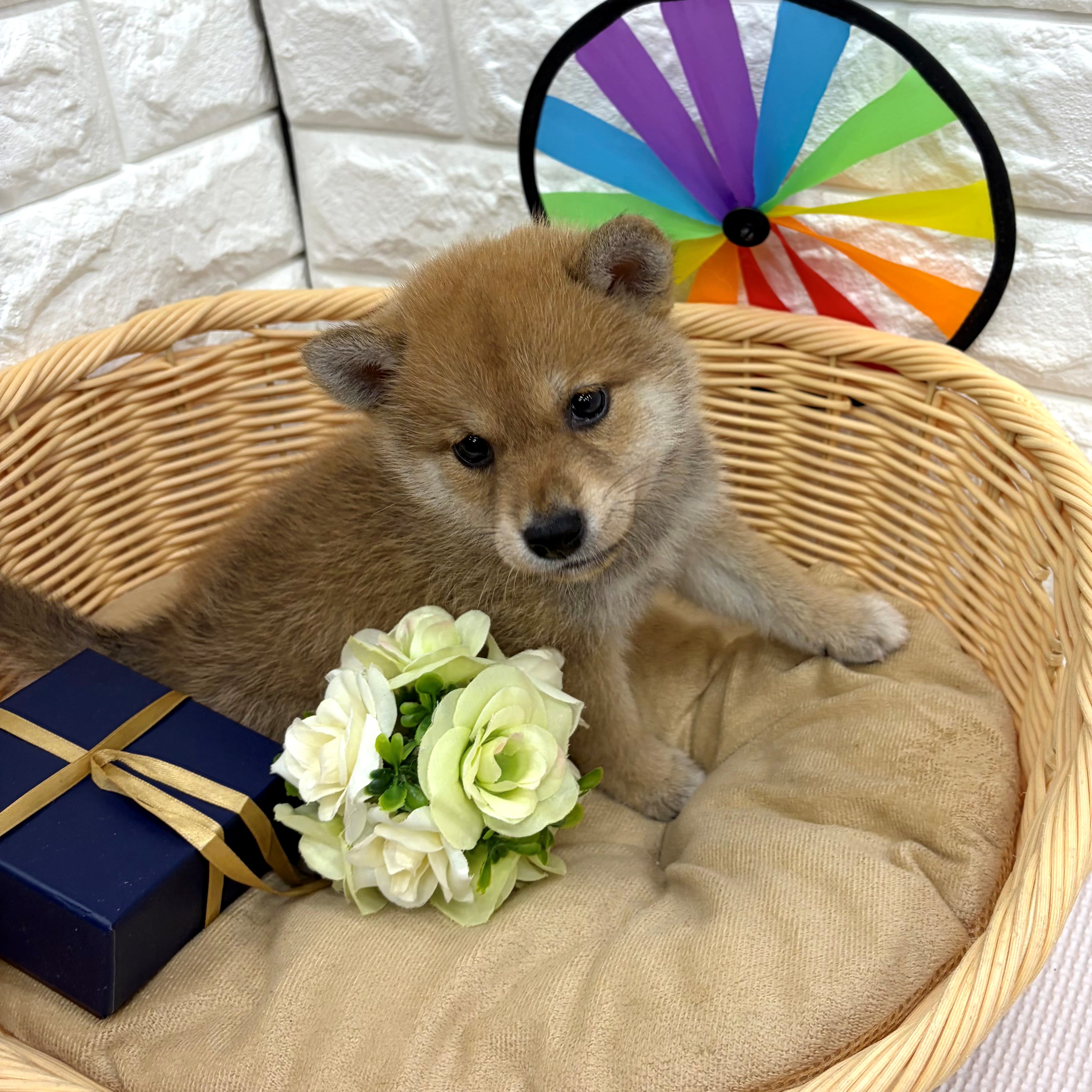 愛知県の柴犬(標準サイズ) (犬の家＆猫の里MEGAドン・キホーテ東海名和店/2026年6月30日生まれ/女の子/赤)の子犬の2枚目の画像