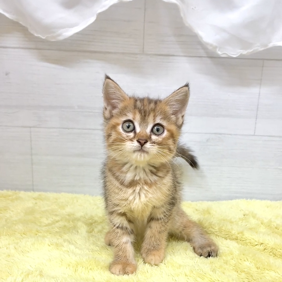 愛知県のミヌエット (犬の家＆猫の里碧南店/2026年6月29日生まれ/女の子/ブラウンパッチドタビーホワイト)の子猫の2枚目の画像