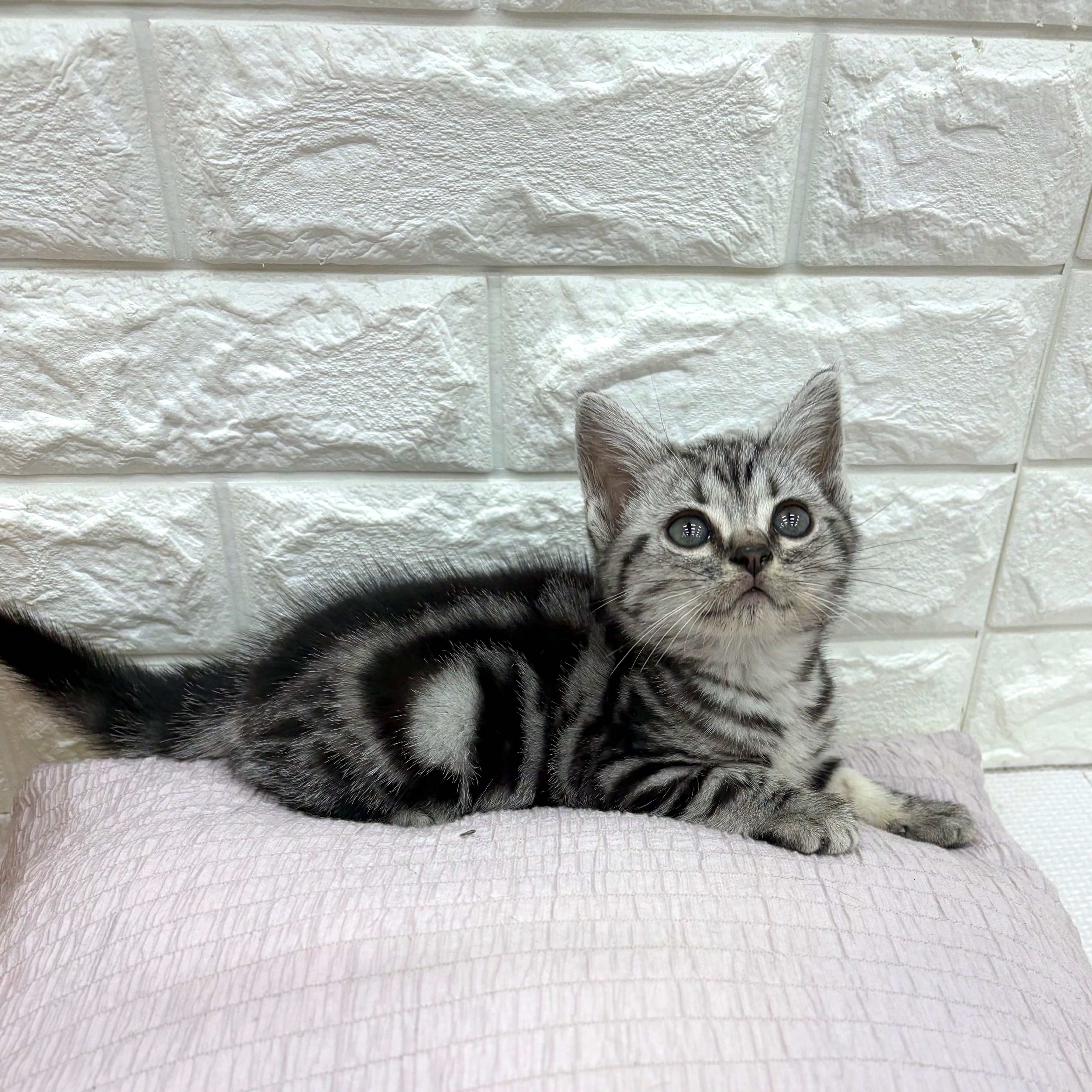 愛知県のアメリカンショートヘアー (犬の家＆猫の里MEGAドン・キホーテ東海名和店/2026年7月1日生まれ/男の子/シルバータビー)の子猫の2枚目の画像