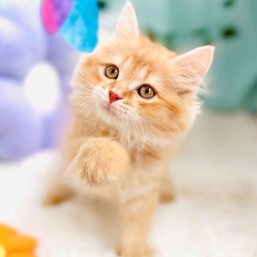 愛知県のミヌエット (犬の家＆猫の里愛知刈谷店/2026年7月1日生まれ/男の子/レッドタビー)の子猫の2枚目の画像