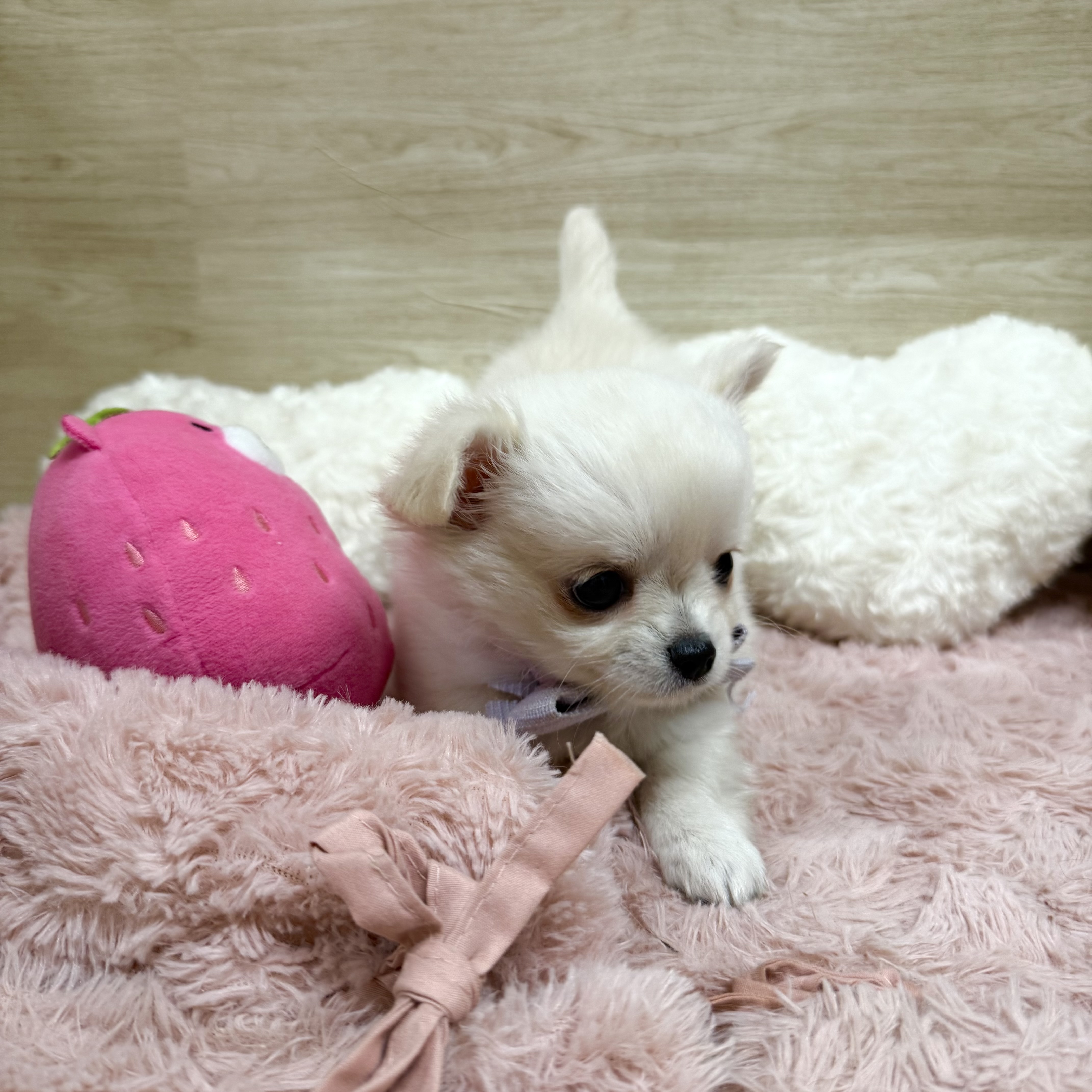 大阪府のチワワ(ロング) (犬の家＆猫の里そよら東岸和田店/2026年6月30日生まれ/女の子/クリームホワイト)の子犬の2枚目の画像