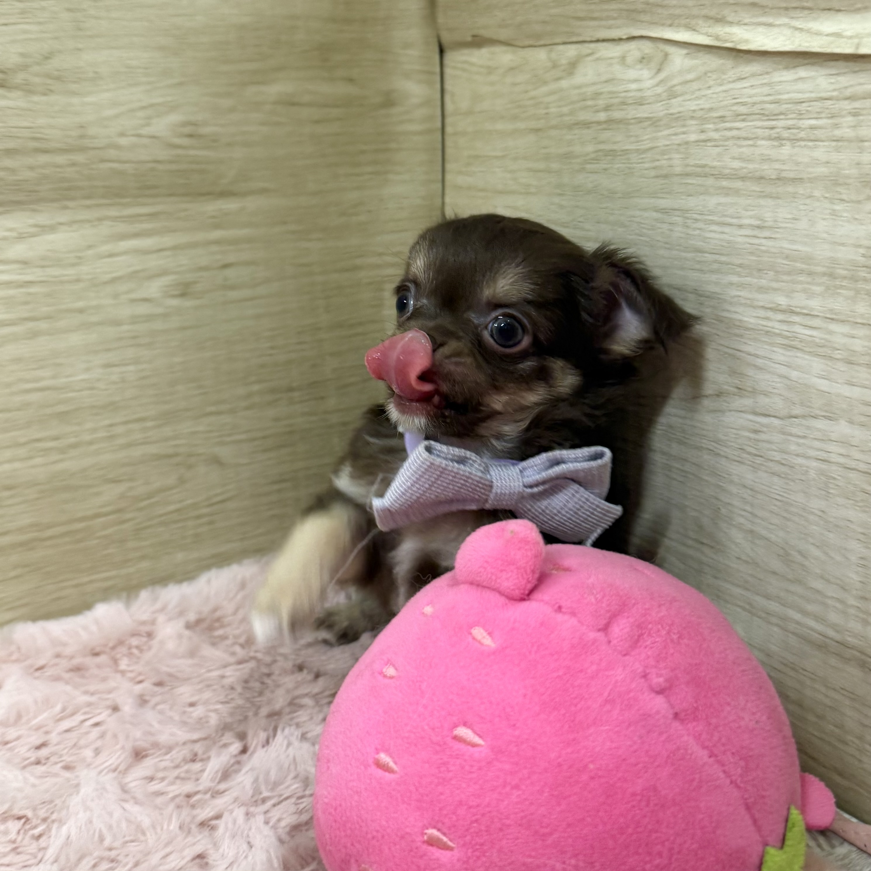 大阪府のチワワ(ロング) (犬の家＆猫の里そよら東岸和田店/2026年6月25日生まれ/男の子/チョコレートタン)の子犬の2枚目の画像