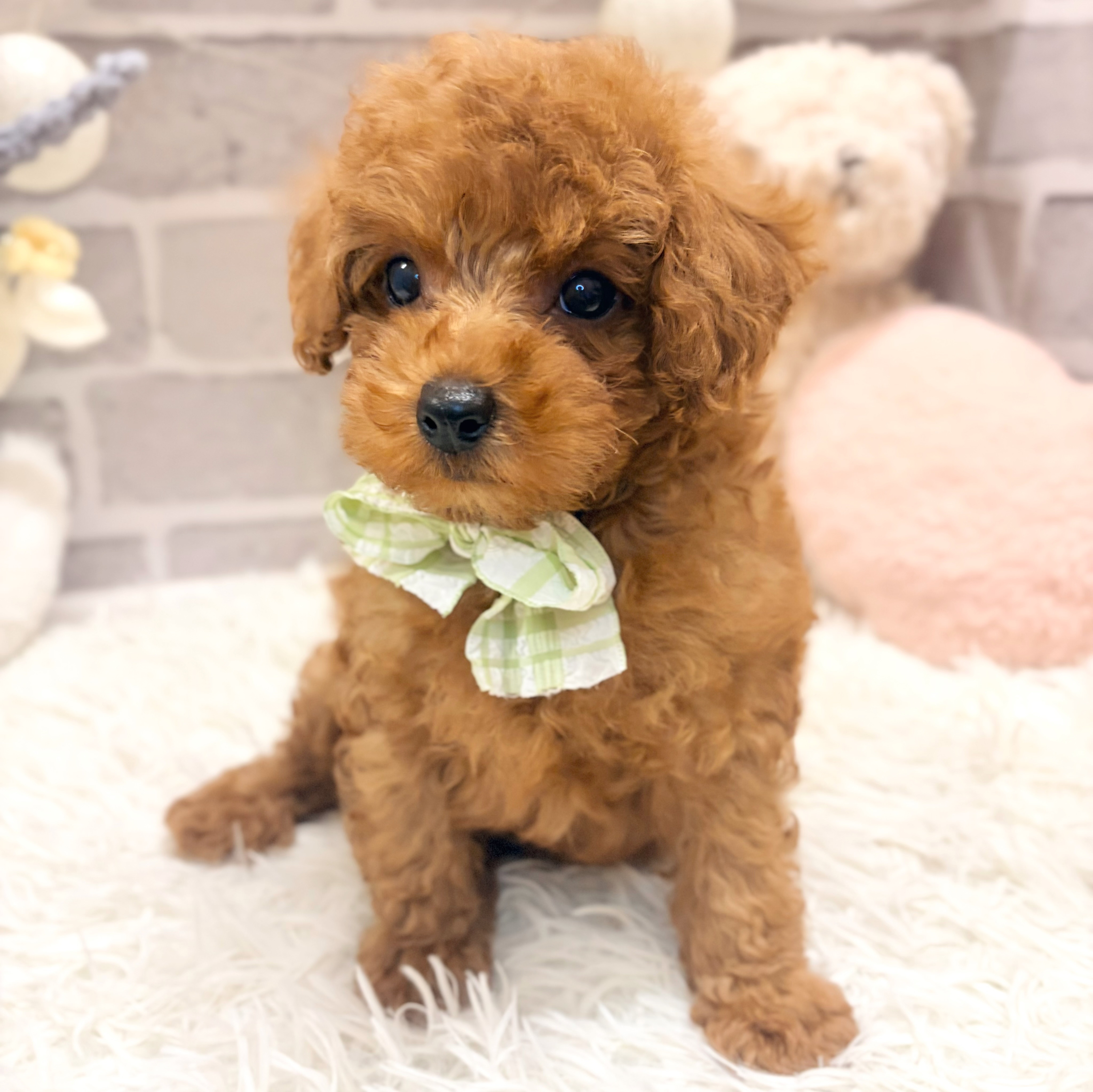 兵庫県のトイプードル(トイ) (犬の家＆猫の里神戸店/2026年6月30日生まれ/男の子/レッドフォーン)の子犬の1枚目の画像