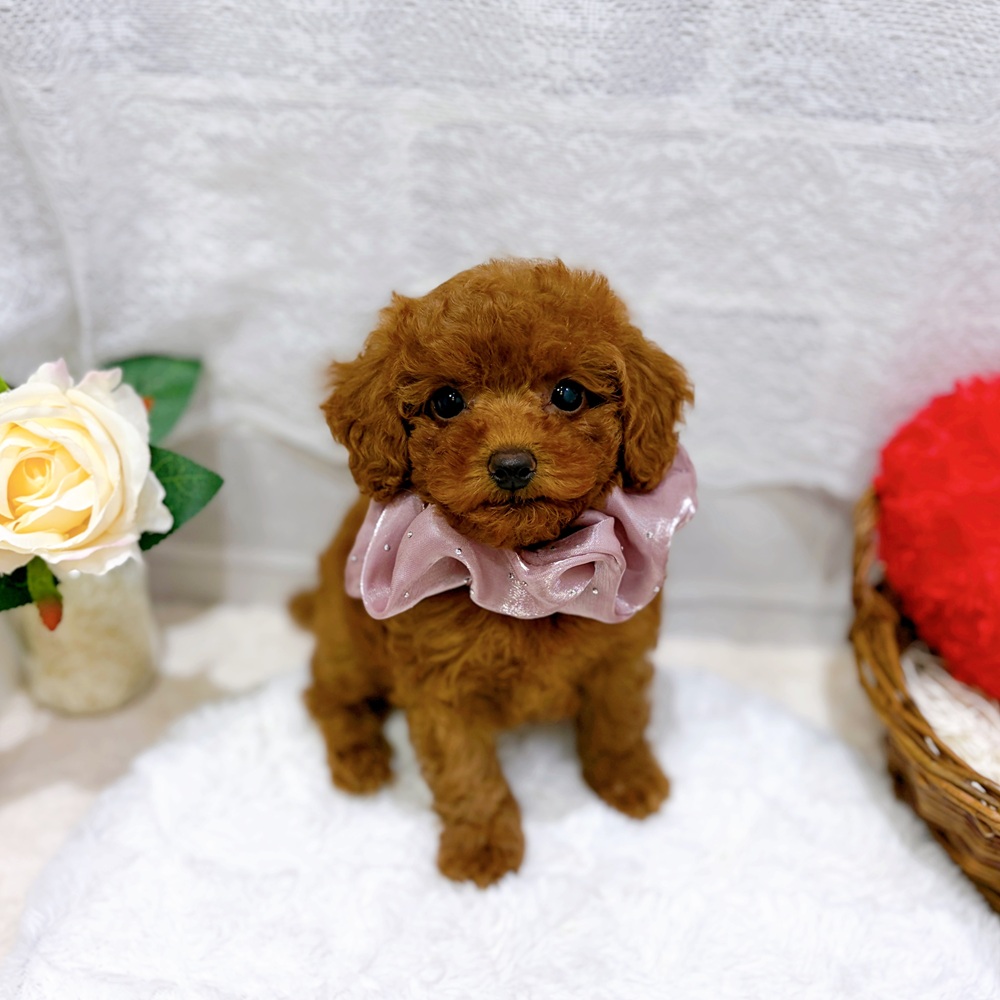 滋賀県のトイプードル(トイ) (犬の家＆猫の里長浜店/2026年6月30日生まれ/女の子/レッドフォーン)の子犬の1枚目の画像