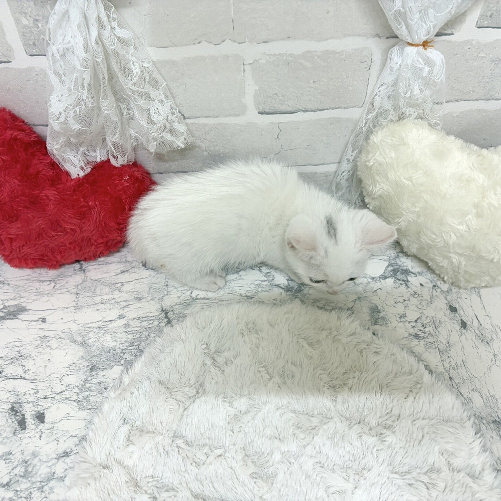 京都府のマンチカン (犬の家＆猫の里京都精華店/2026年6月24日生まれ/男の子/ホワイト)の子猫の2枚目の画像