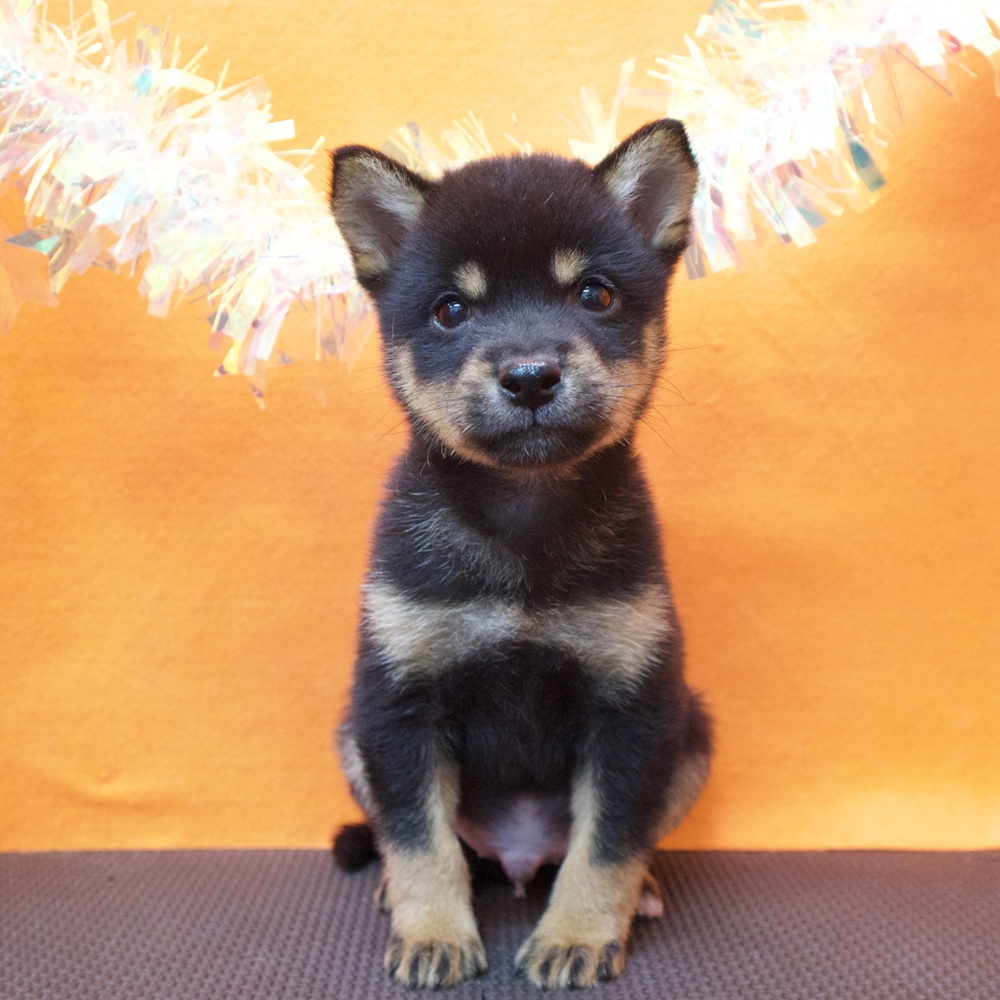 大阪府の豆柴 (犬の家＆猫の里吹田店/2026年7月1日生まれ/男の子/黒)の子犬の1枚目の画像