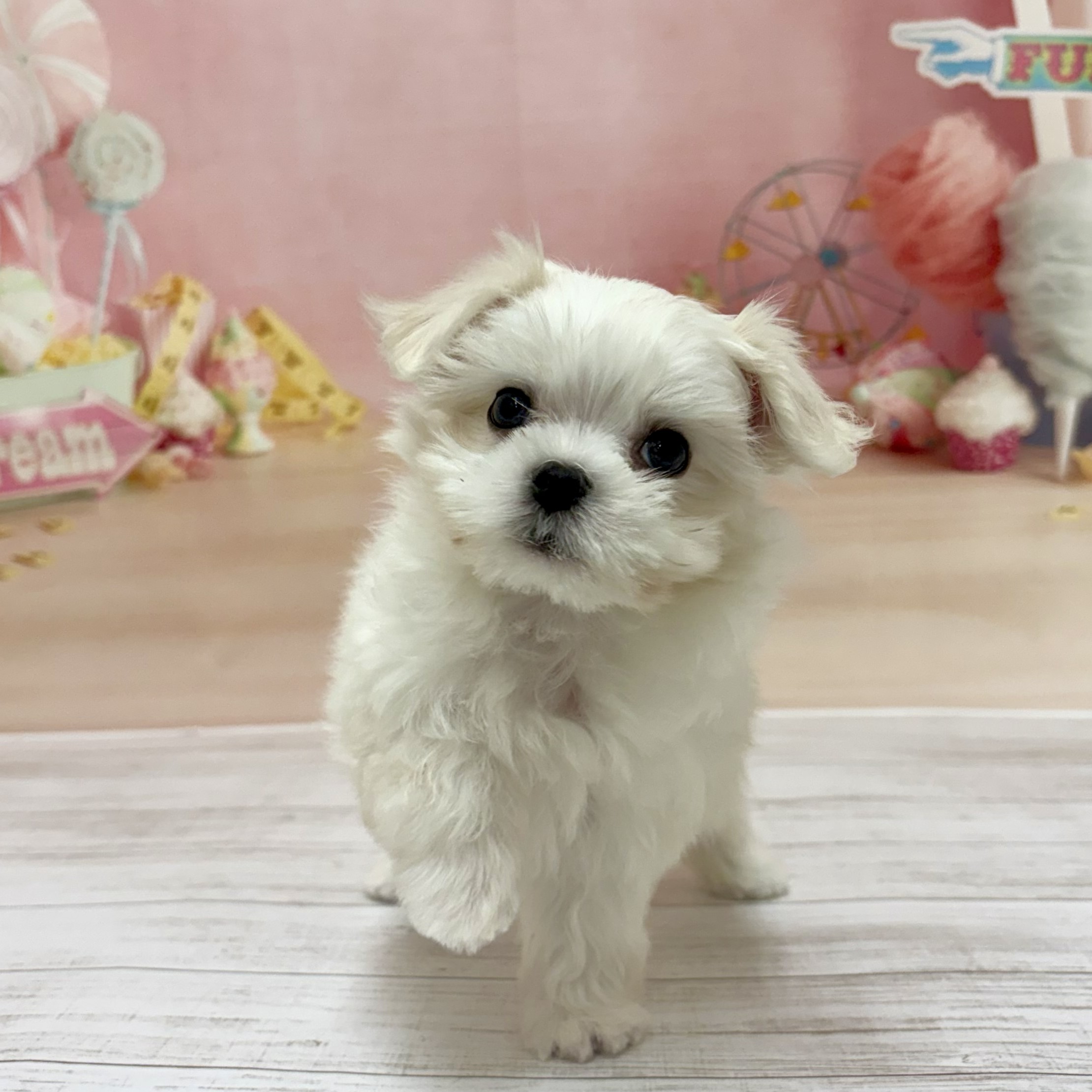 兵庫県のマルチーズ (犬の家＆猫の里尼崎店/2026年6月30日生まれ/女の子/ホワイト)の子犬の2枚目の画像