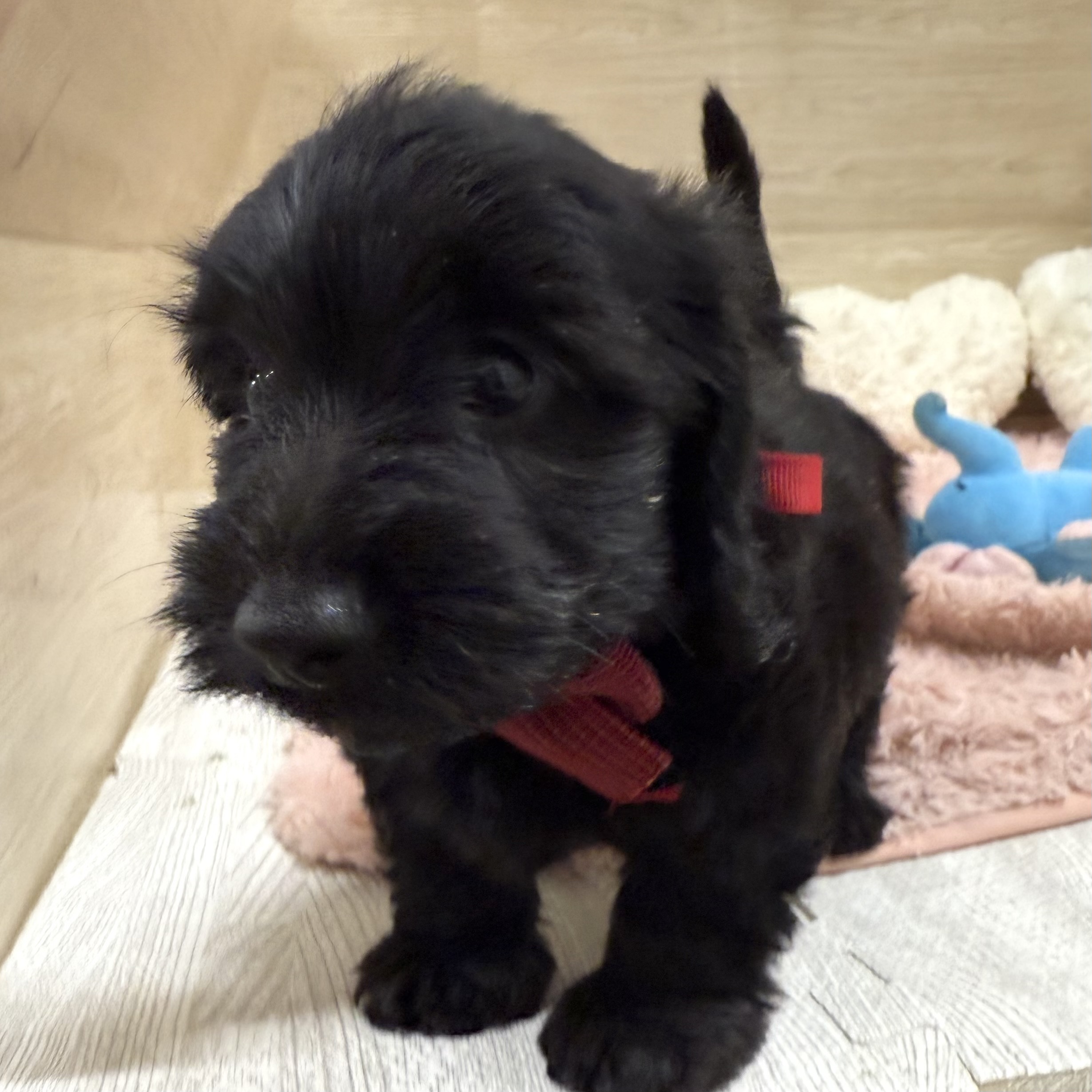 大阪府のダップー(ダックス×プードル) (犬の家＆猫の里そよら東岸和田店/2026年7月2日生まれ/女の子/ブラック)の子犬の2枚目の画像