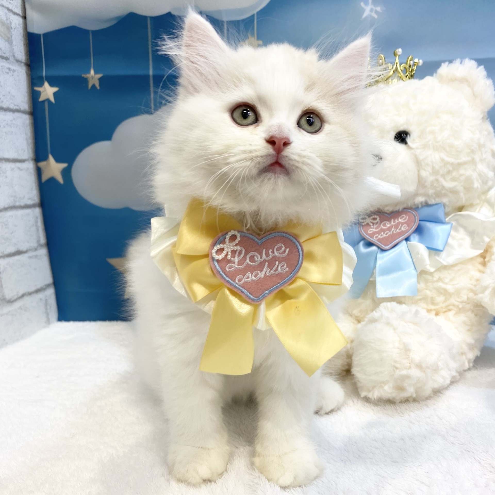 長野県のサイベリアン (犬の家＆猫の里カインズ梓川店/2026年6月28日生まれ/男の子/クリームタビーホワイト)の子猫の2枚目の画像