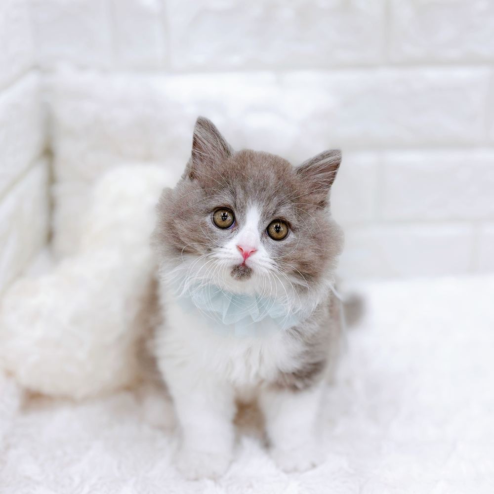 福井県のスコティッシュフォールド (犬の家＆猫の里アミーゴ福井店/2026年6月30日生まれ/男の子/ブルータビーホワイト)の子猫の1枚目の画像
