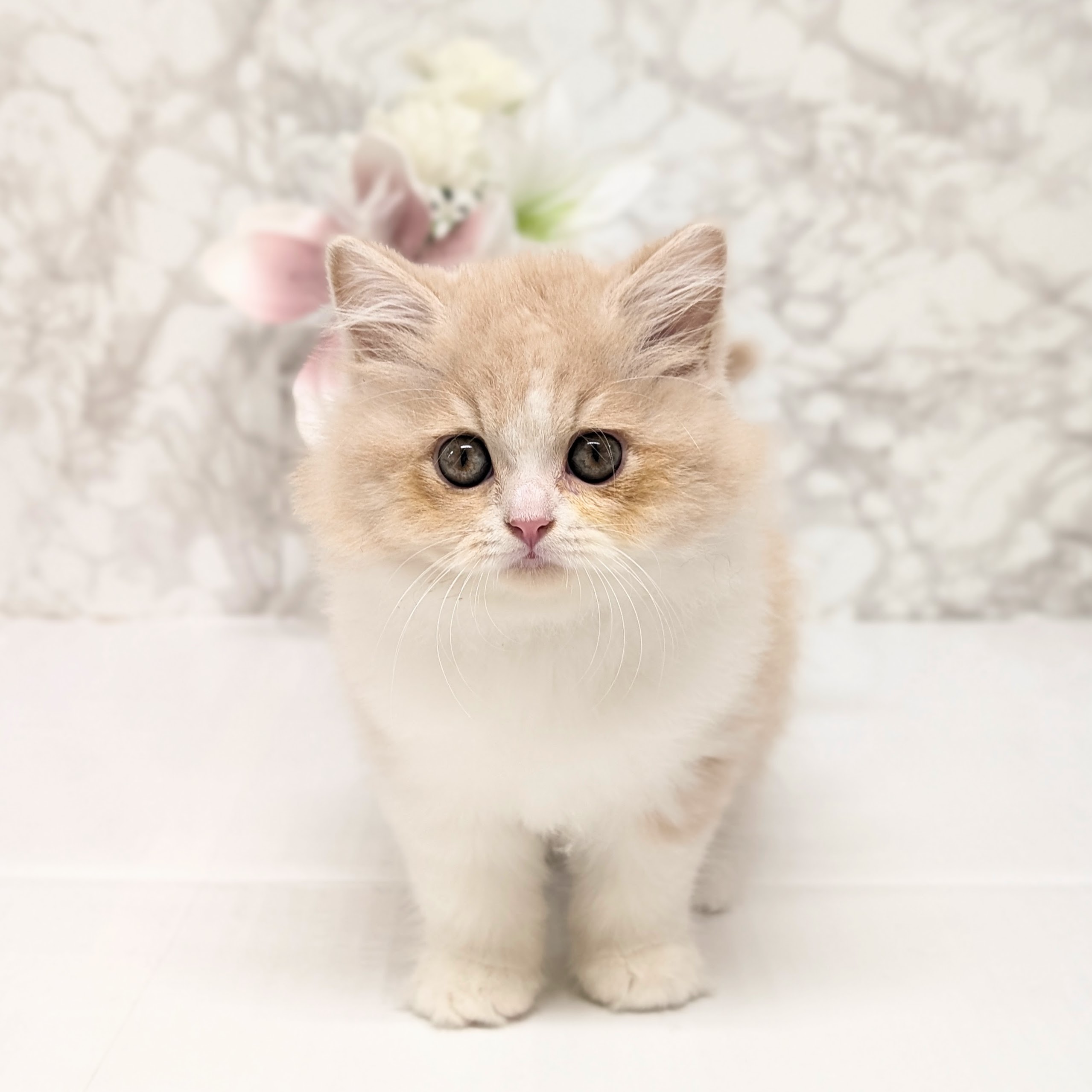 スコティッシュ フォールド かわいい