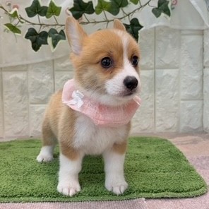 生体画像２
