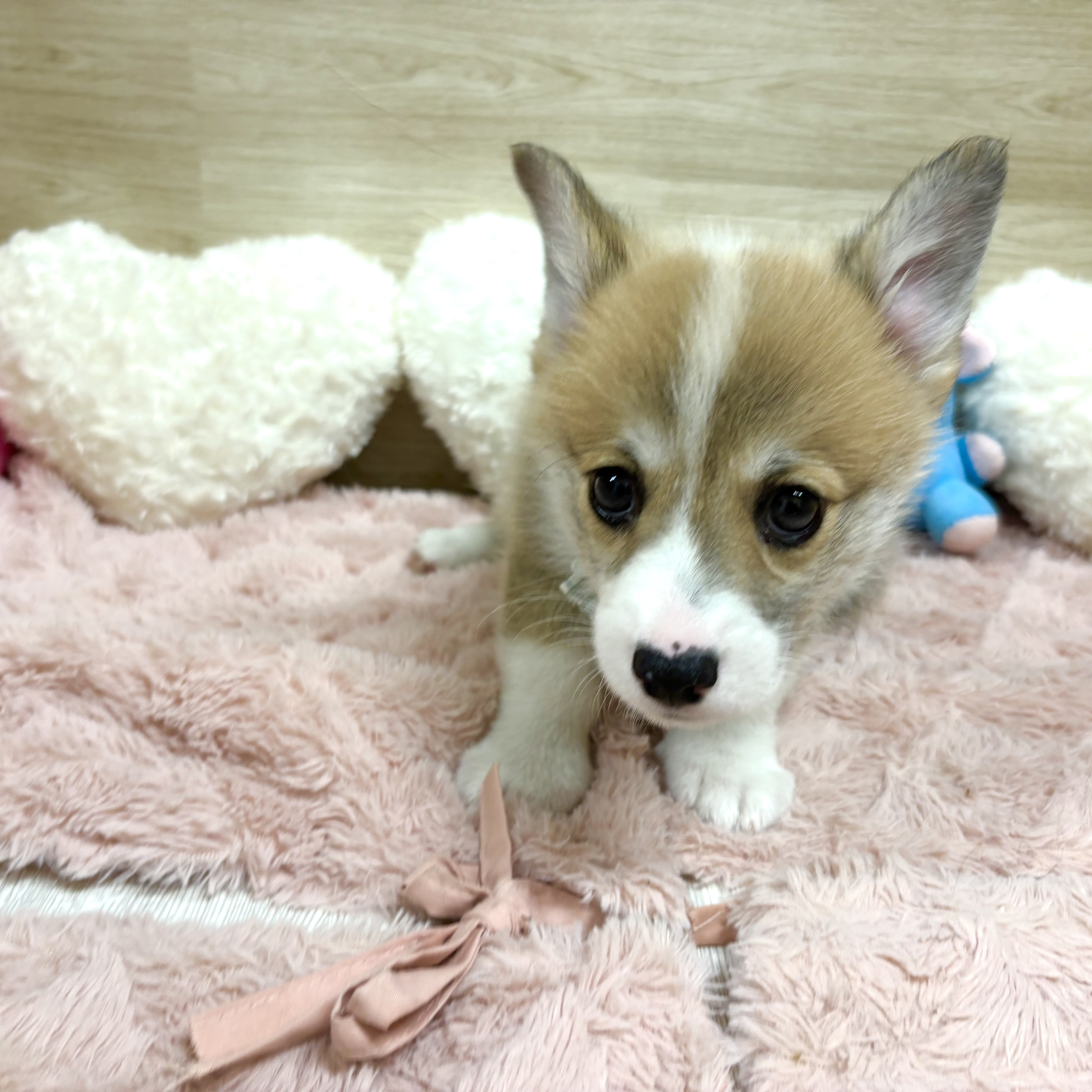 大阪府のウェルシュコーギーペンブローク (犬の家＆猫の里そよら東岸和田店/2026年7月3日生まれ/男の子/セーブルホワイト)の子犬の2枚目の画像