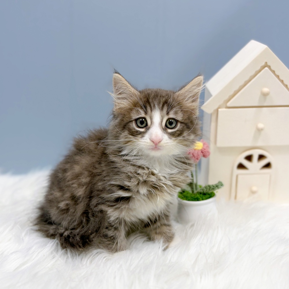愛知県のノルウェージャンフォレストキャット (犬の家＆猫の里岡崎店/2026年7月4日生まれ/男の子/ブルータビーホワイト)の子猫の2枚目の画像