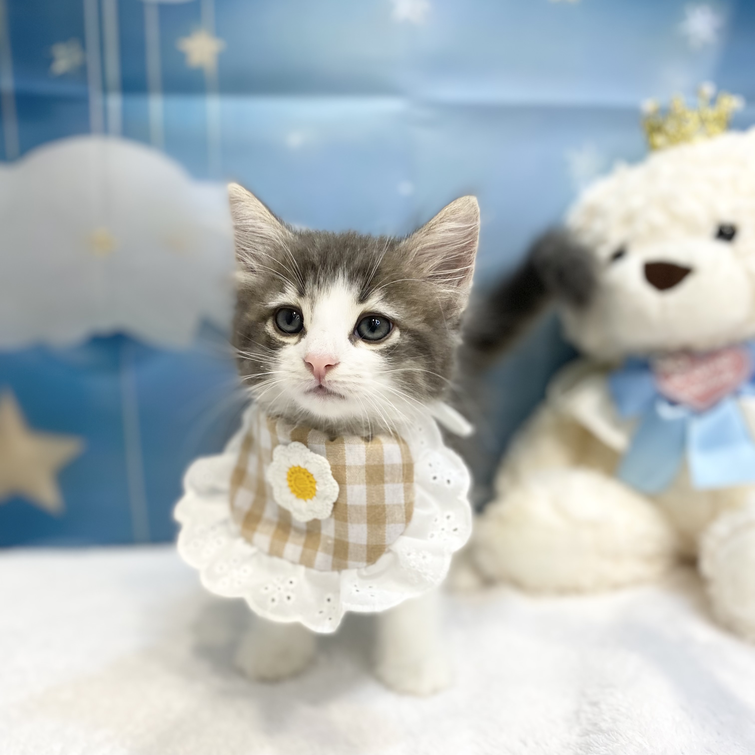 長野県のノルウェージャンフォレストキャット (犬の家＆猫の里カインズ梓川店/2026年7月4日生まれ/女の子/ブルータビーホワイト)の子猫の1枚目の画像