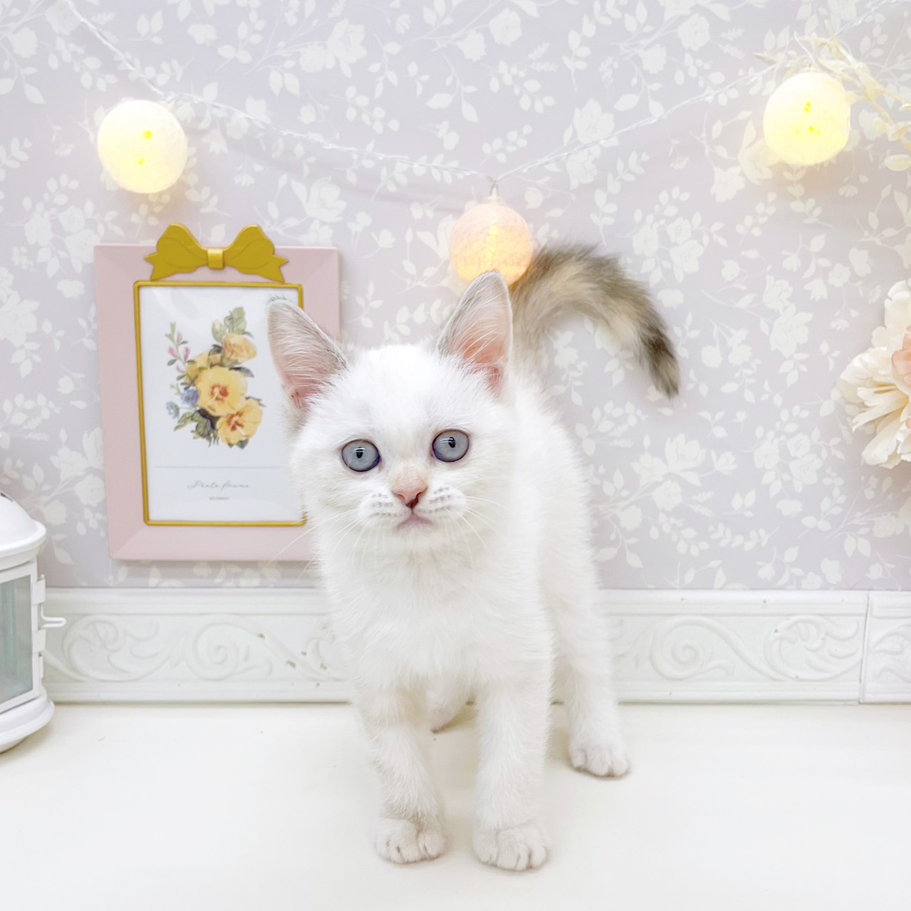 富山県のスコティッシュストレート (犬の家＆猫の里富山店/2026年7月4日生まれ/女の子/トーティーリンクスポイントホワイト)の子猫の1枚目の画像