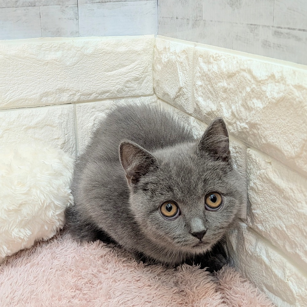 静岡県のブリティッシュショートヘアー (犬の家＆猫の里プレ葉ウォーク浜北店/2026年7月1日生まれ/男の子/ブルー)の子猫の2枚目の画像