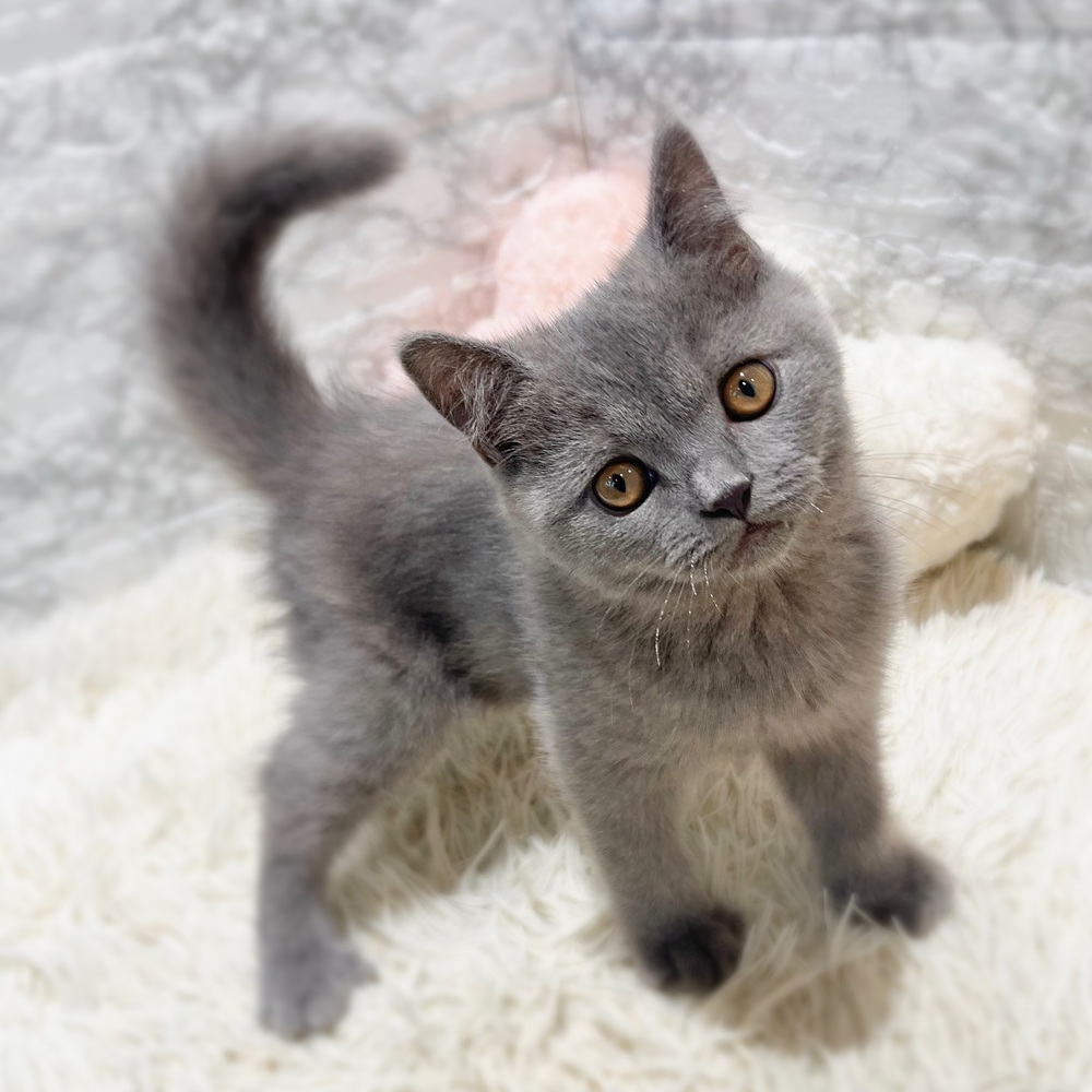 愛知県のブリティッシュショートヘアー (犬の家＆猫の里MiO香久山店/2026年7月1日生まれ/男の子/ブルー)の子猫の2枚目の画像