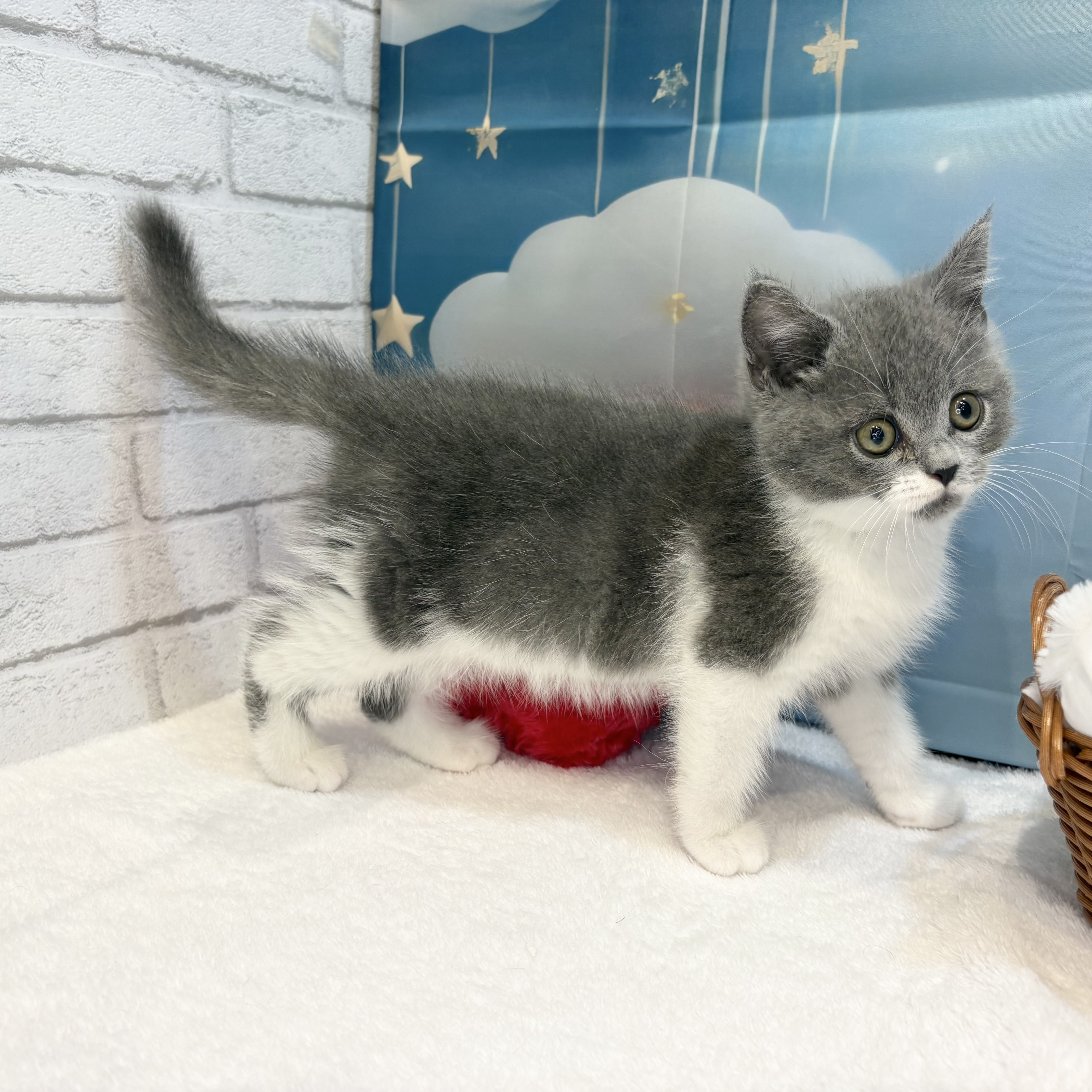 長野県のブリティッシュショートヘアー (犬の家＆猫の里カインズ梓川店/2026年7月1日生まれ/男の子/ブルーホワイト)の子猫の2枚目の画像