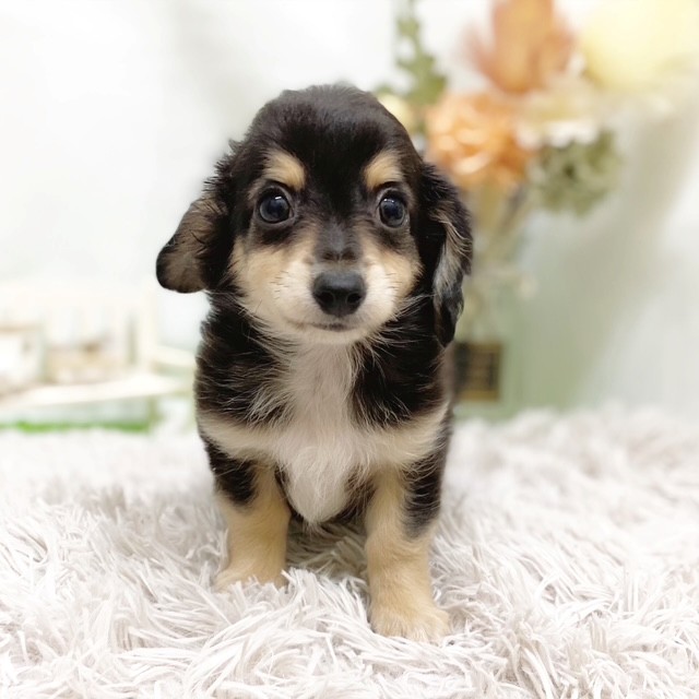 静岡県のチワックス(チワワ×ダックス) (犬の家＆猫の里藤枝店/2026年6月29日生まれ/男の子/ブラックタン)の子犬の2枚目の画像