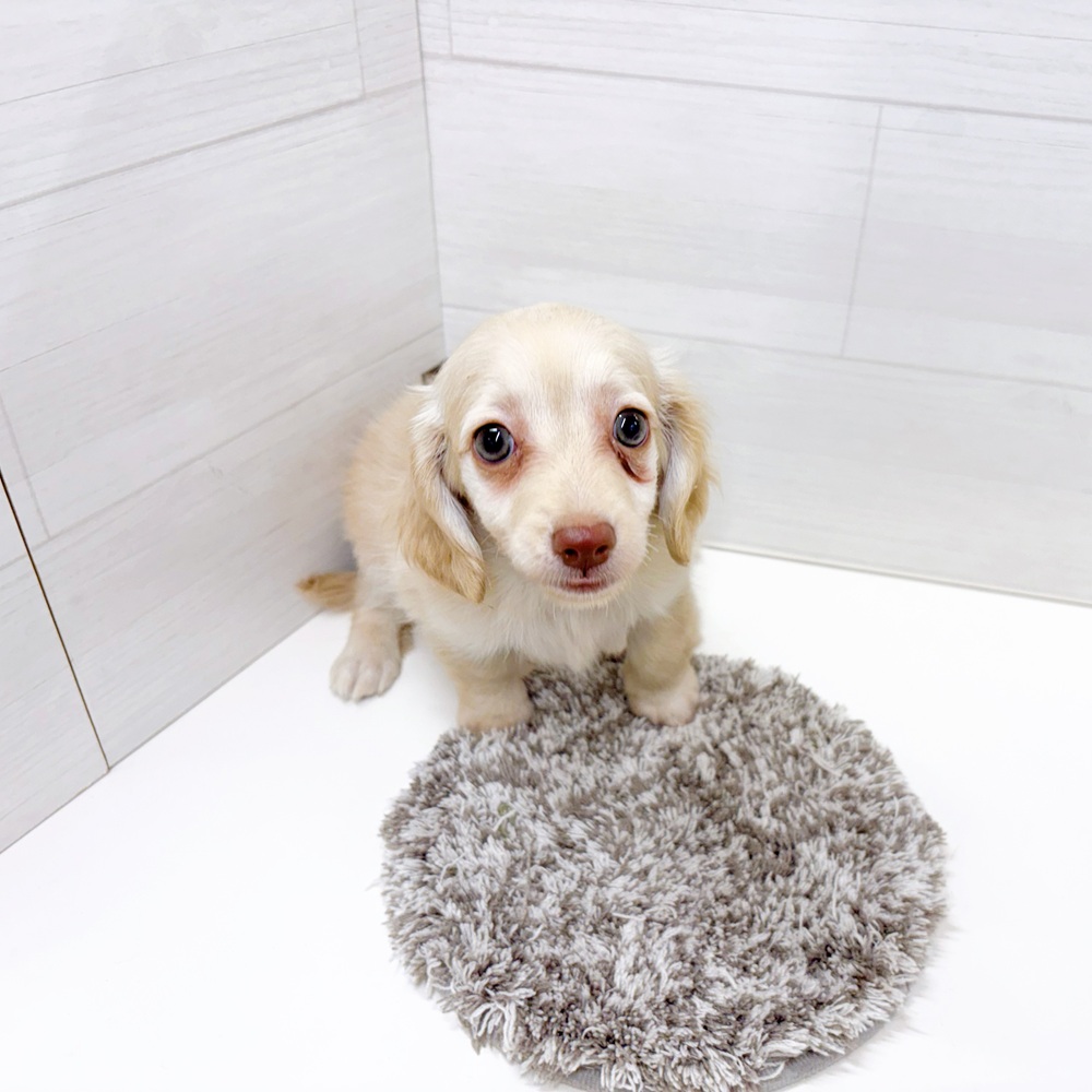 石川県のチワックス(チワワ×ダックス) (犬の家＆猫の里アミーゴ金沢おこばた店/2026年7月3日生まれ/女の子/クリーム)の子犬の2枚目の画像