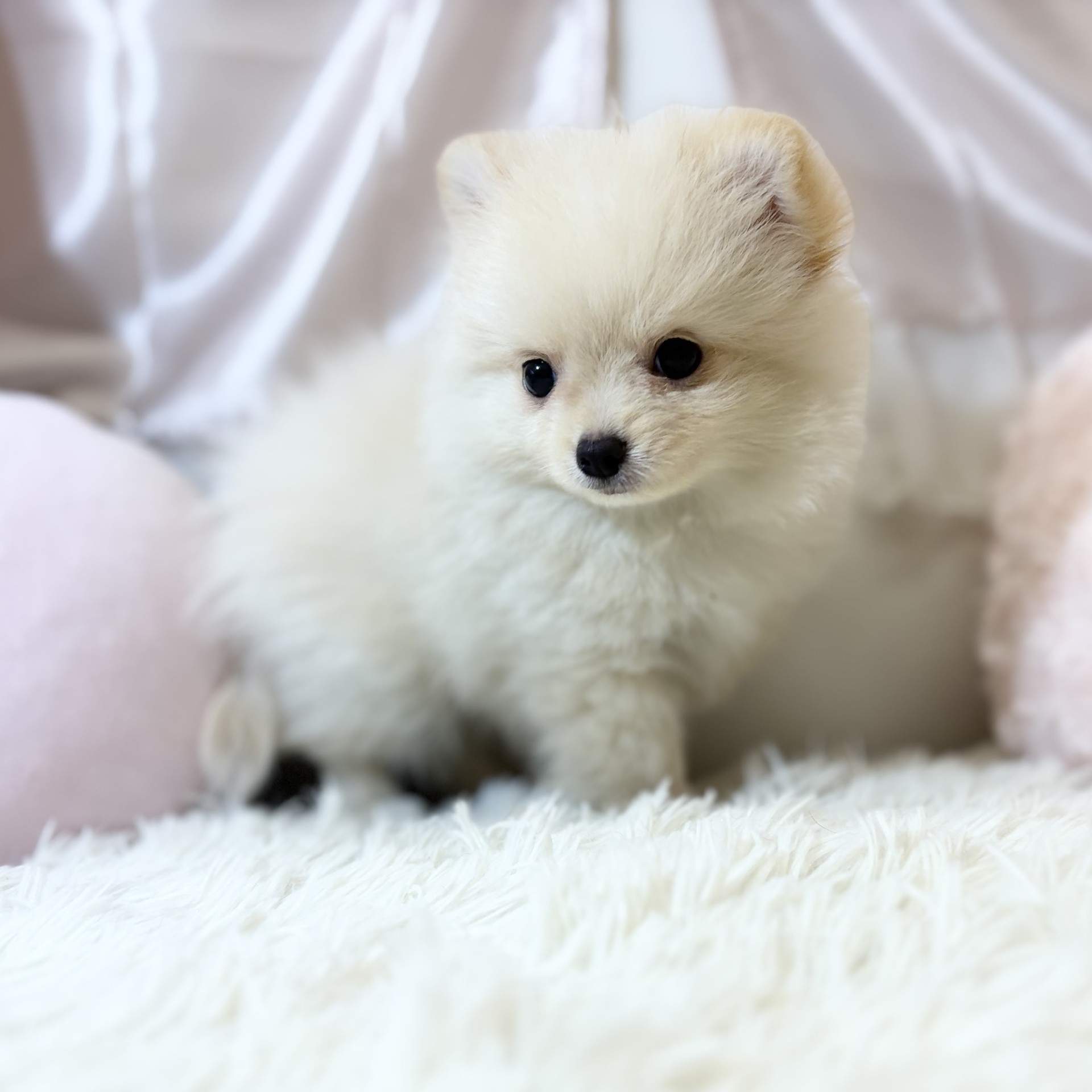 兵庫県のポメチワ/チワポメ/ポメチー(ポメラニアン×チワワ) (犬の家＆猫の里カナート西神戸店/2026年7月3日生まれ/男の子/クリームホワイト)の子犬の2枚目の画像