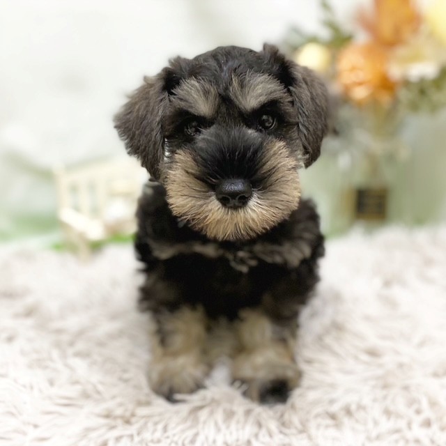 静岡県のミニチュアシュナウザーの子犬|ペットミー