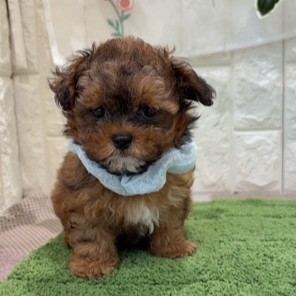 岡山県のプーズー/プーシーズ(プードル×シーズー) (犬の家＆猫の里倉敷店/2026年7月3日生まれ/男の子/レッドホワイト)の子犬の2枚目の画像