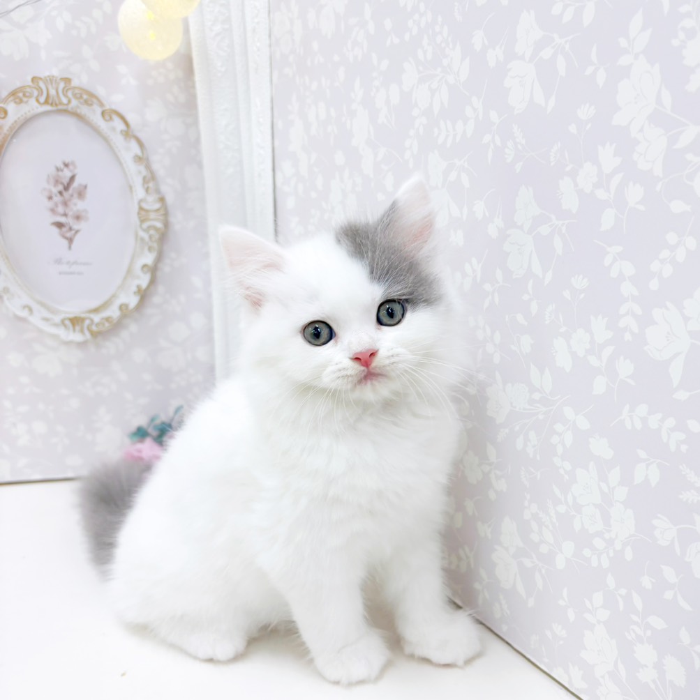 富山県のスコティッシュストレート (犬の家＆猫の里アミーゴ高岡蓮花寺店/2026年7月5日生まれ/男の子/ブルータビーホワイト)の子猫の1枚目の画像