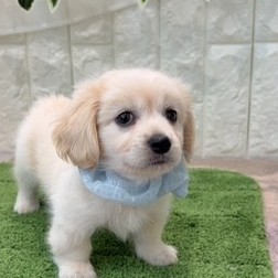 岡山県のペキックス(ダックス×ペキニーズ) (犬の家＆猫の里倉敷店/2026年7月5日生まれ/男の子/クリーム)の子犬の2枚目の画像