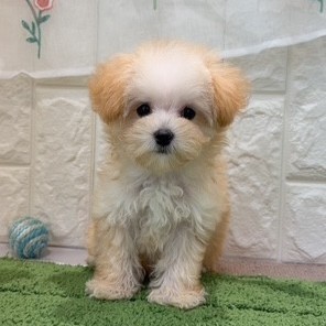岡山県のマルプー(マルチーズ×プードル) (犬の家＆猫の里倉敷店/2026年7月3日生まれ/女の子/クリームホワイト)の子犬の2枚目の画像