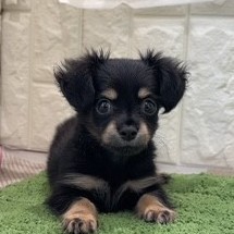 岡山県のチワックス(チワワ×ダックス) (犬の家＆猫の里倉敷店/2026年7月3日生まれ/男の子/ブラックタン)の子犬の2枚目の画像