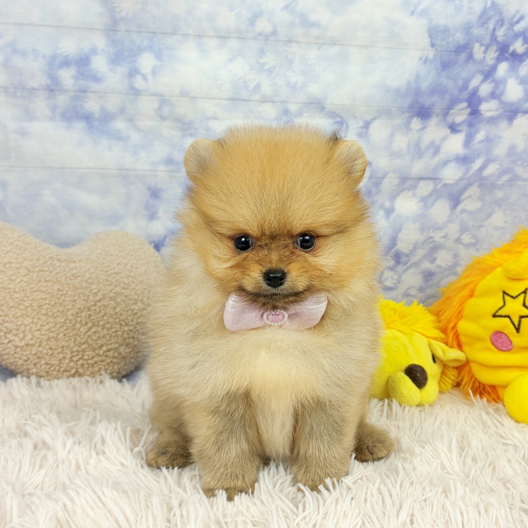 兵庫県のポメラニアン (犬の家＆猫の里川西店/2026年7月4日生まれ/女の子/オレンジ)の子犬の1枚目の画像
