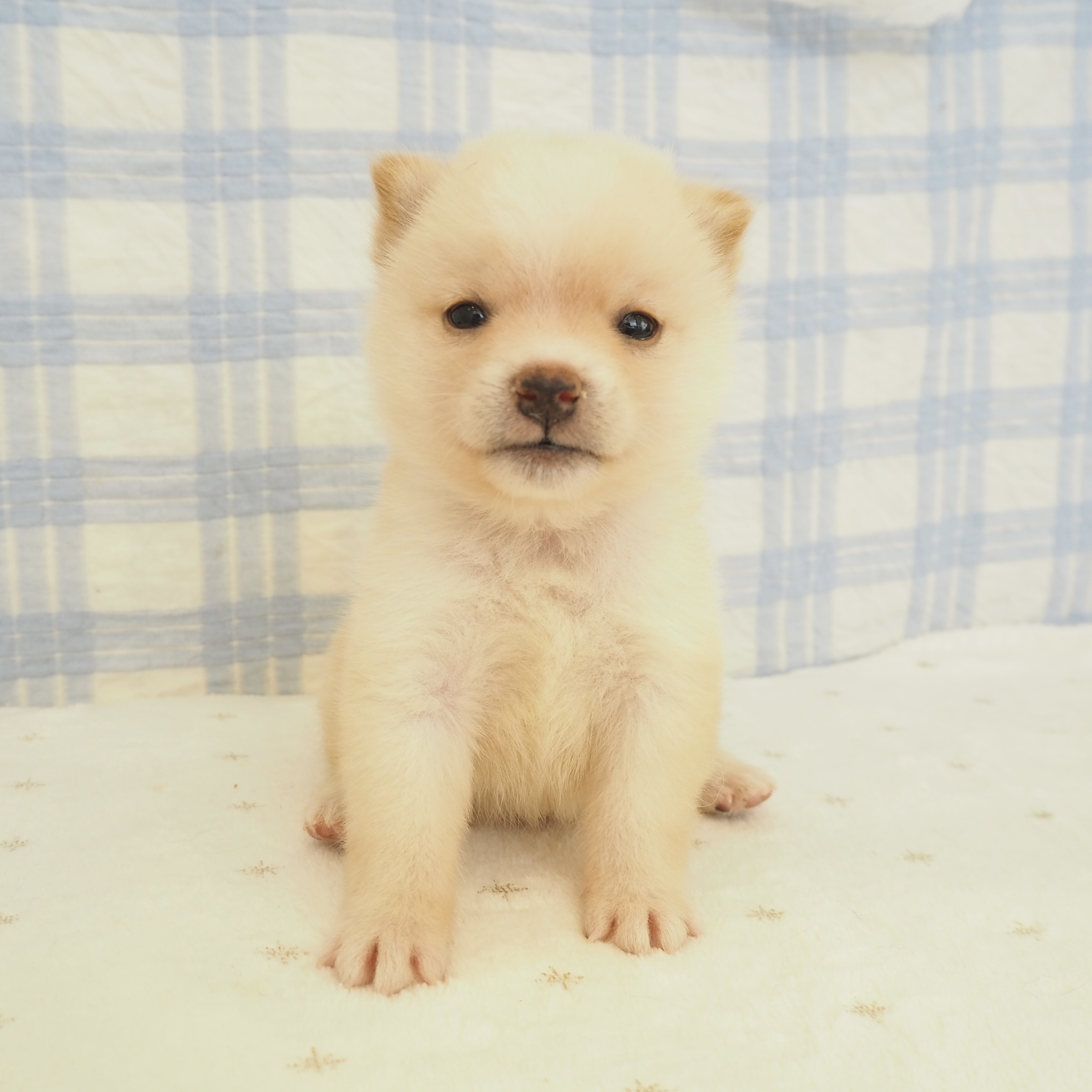 大阪府の豆柴 (犬の家＆猫の里もりのみやキューズモールBASE店/2026年7月4日生まれ/男の子/白)の子犬の1枚目の画像