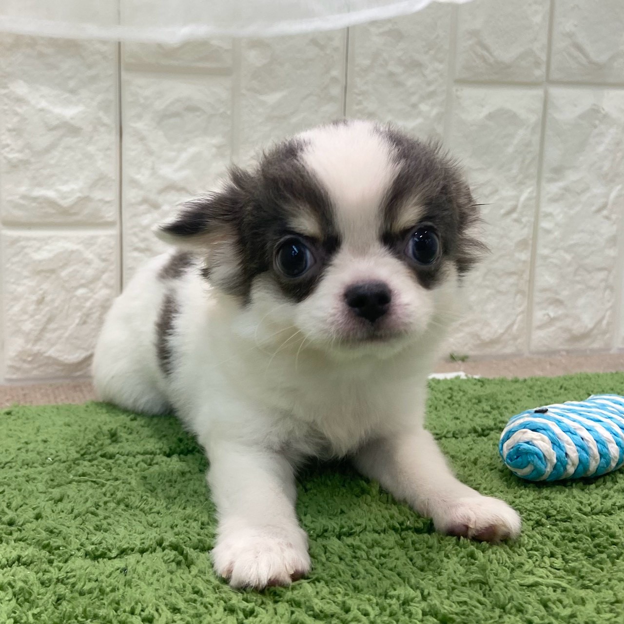 岡山県のチワワ(ロング) (犬の家＆猫の里倉敷店/2026年7月2日生まれ/女の子/ホワイトブルー)の子犬の2枚目の画像