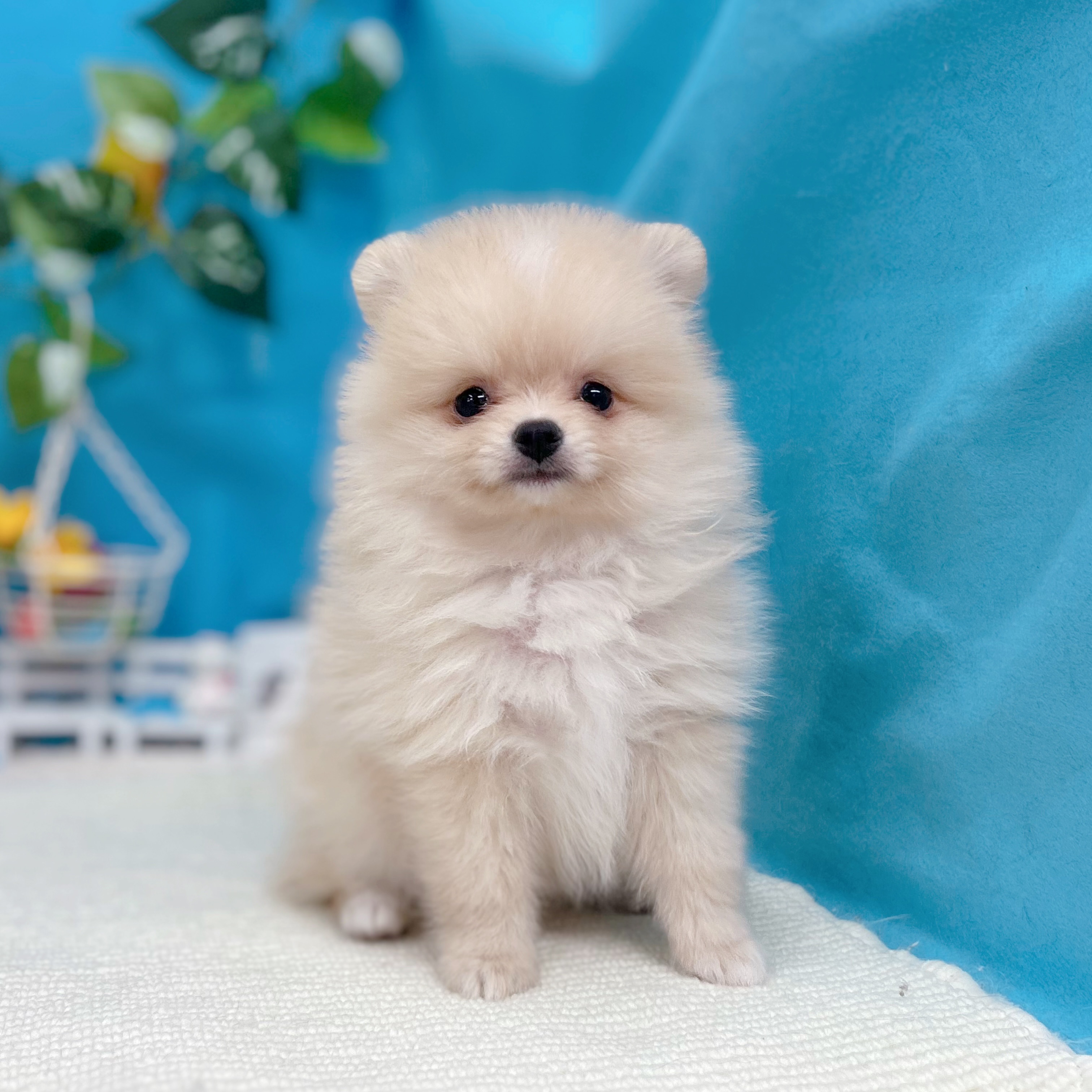 岐阜県のポメラニアン (犬の家＆猫の里岐南店/2026年7月5日生まれ/女の子/クリーム)の子犬の1枚目の画像