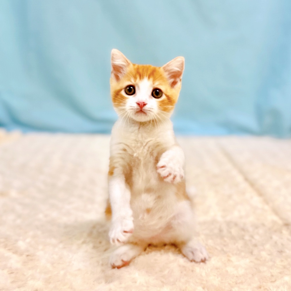 愛知県のスコティッシュフォールド (犬の家＆猫の里一宮店/2026年6月29日生まれ/男の子/レッドタビーホワイト)の子猫の2枚目の画像