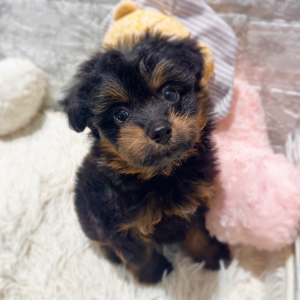 愛知県のポメプー(ポメラニアン×プードル) (犬の家＆猫の里MiO香久山店/2026年7月4日生まれ/女の子/ブラックタン)の子犬の2枚目の画像