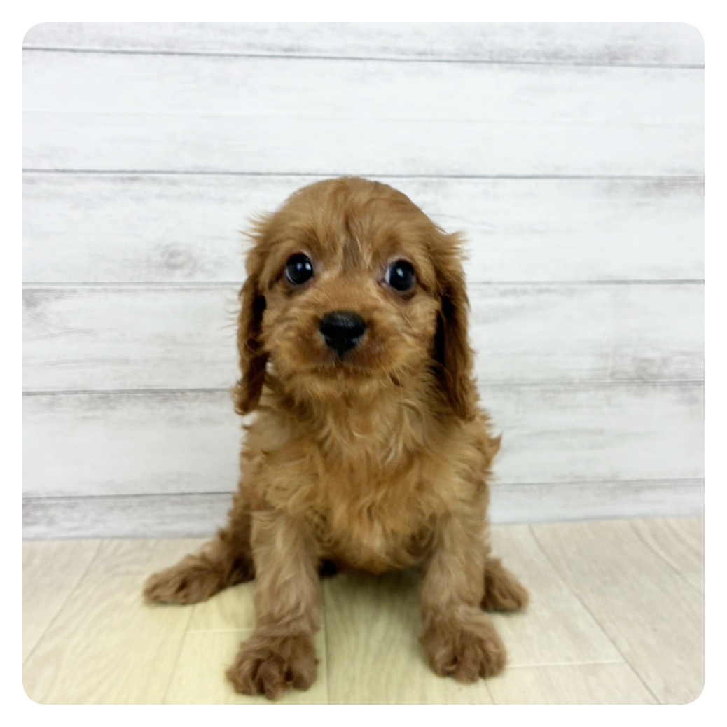 岐阜県のキャバプー(キャバリア×プードル) (犬の家＆猫の里カラフルタウン岐阜店/2026年7月3日生まれ/女の子/レッド)の子犬の2枚目の画像