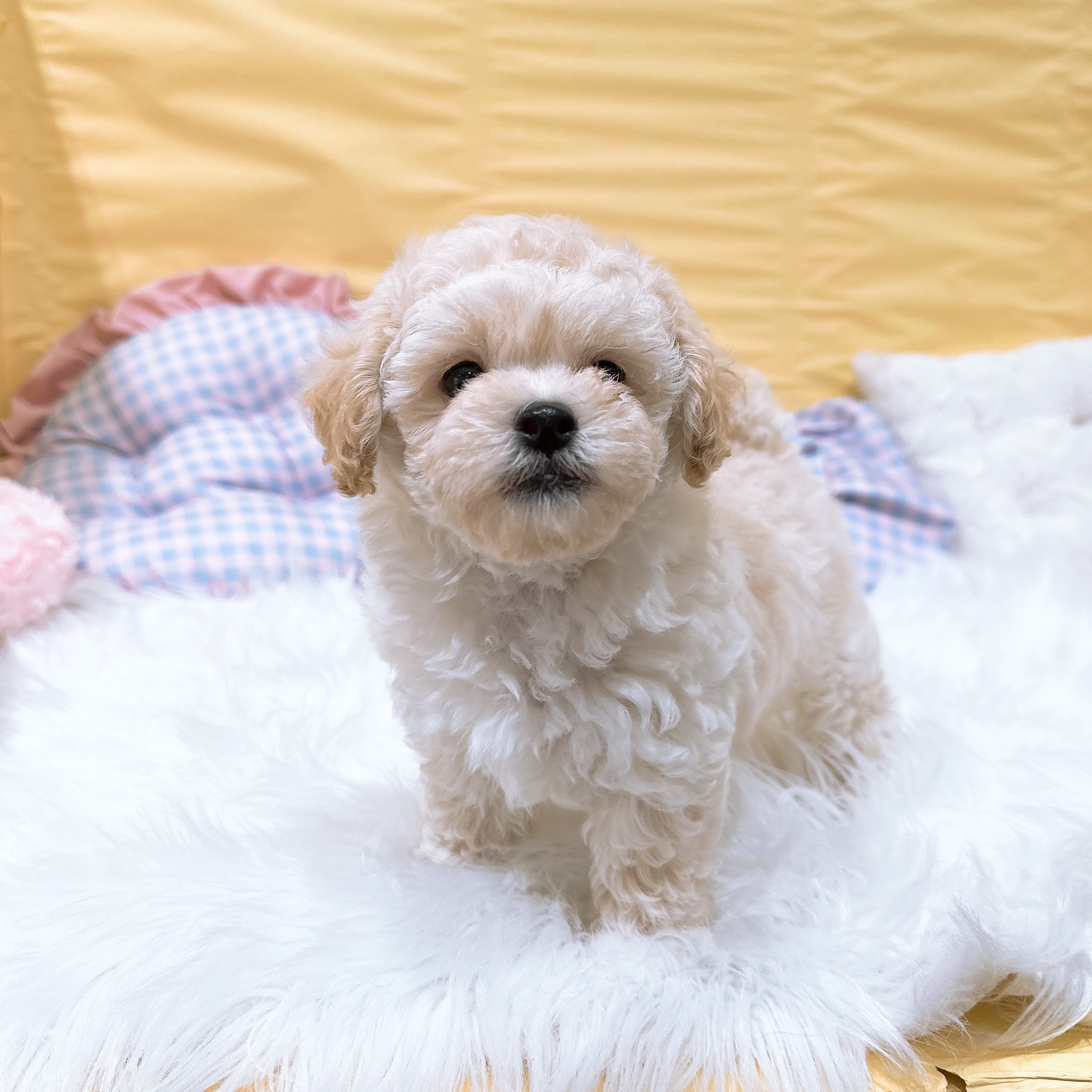 神奈川県のマルプー(マルチーズ×プードル) (犬の家＆猫の里元住吉ブレーメン通り店/2026年7月7日生まれ/男の子/アプリコット)の子犬の2枚目の画像