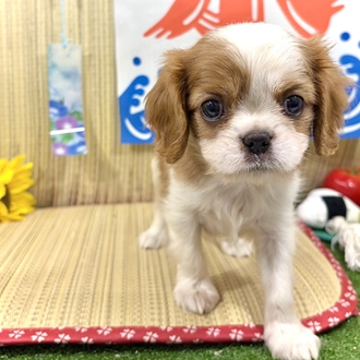 神奈川県のキャバリアキングチャールズスパニエル (犬の家＆猫の里小田原店/2026年7月6日生まれ/女の子/ブレンハイム)の子犬の1枚目の画像