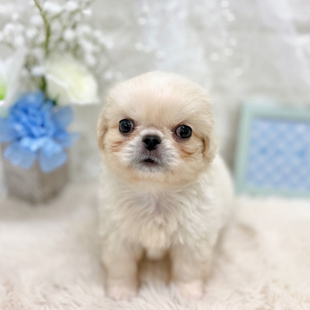 福井県のペキニーズ (犬の家＆猫の里アミーゴ福井大和田店/2026年7月7日生まれ/男の子/ホワイト)の子犬の2枚目の画像