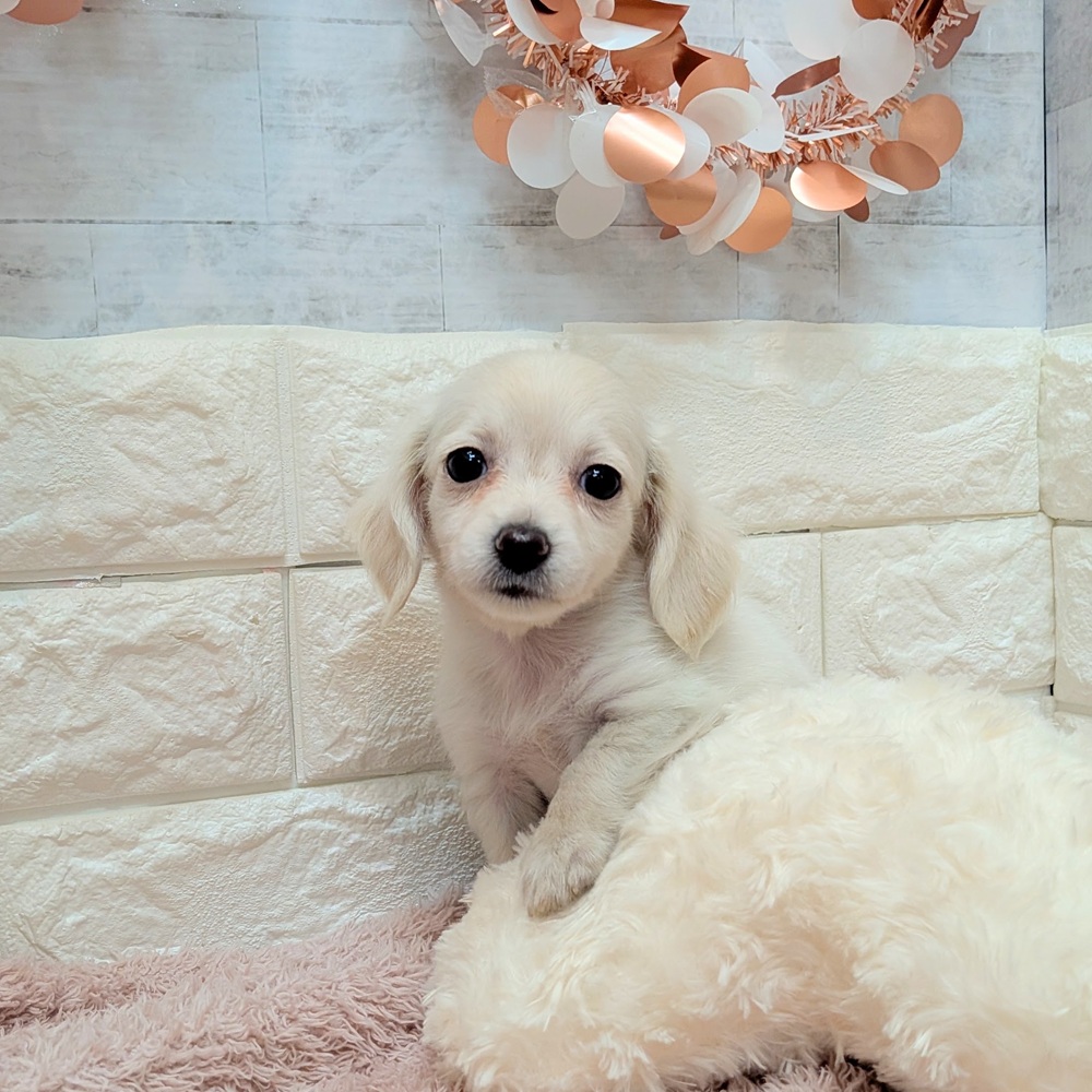 静岡県のチワックス(チワワ×ダックス) (犬の家＆猫の里プレ葉ウォーク浜北店/2026年7月7日生まれ/女の子/イエロー)の子犬の2枚目の画像
