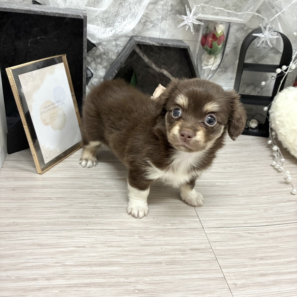 千葉県のチワックス(チワワ×ダックス) (犬の家＆猫の里ワンズモール稲毛店/2026年7月6日生まれ/女の子/チョコレートタン)の子犬の2枚目の画像