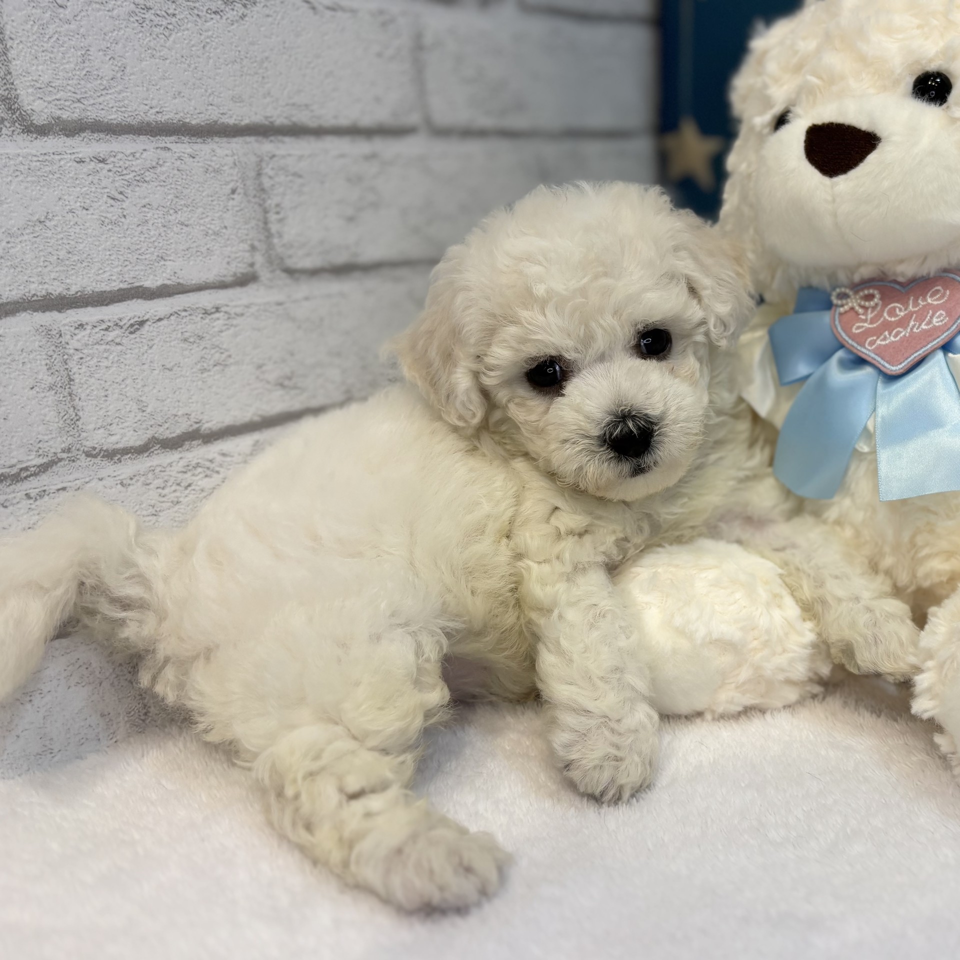長野県のビションフリーゼ (犬の家＆猫の里カインズ梓川店/2026年7月6日生まれ/男の子/ホワイト)の子犬の1枚目の画像
