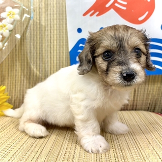 神奈川県のハーフ犬・ミックス犬 (犬の家＆猫の里小田原店/2026年7月7日生まれ/男の子/レッドホワイト)の子犬の1枚目の画像
