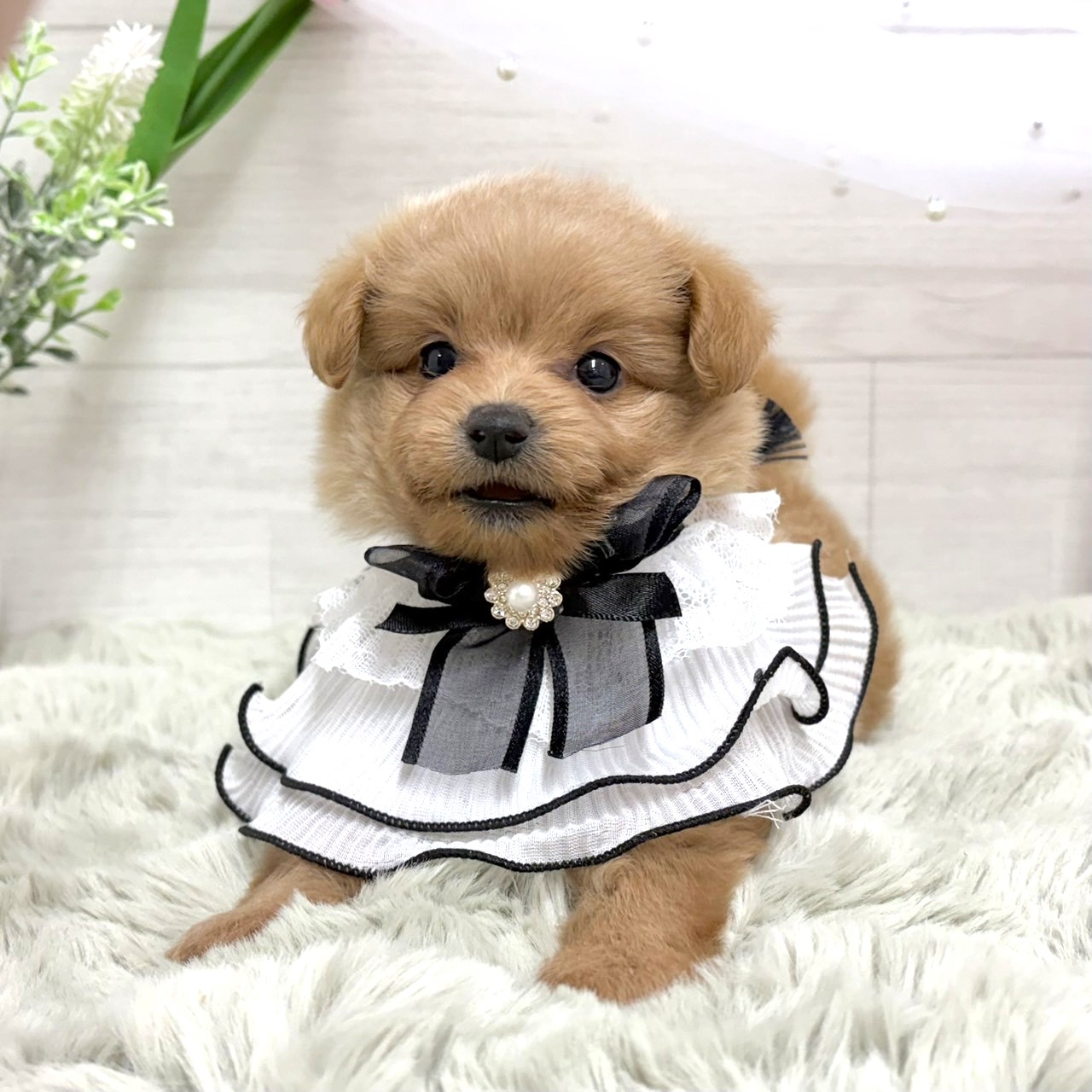 神奈川県のポメプー(ポメラニアン×プードル) (犬の家＆猫の里相模原店/2026年7月7日生まれ/女の子/アプリコット)の子犬の2枚目の画像