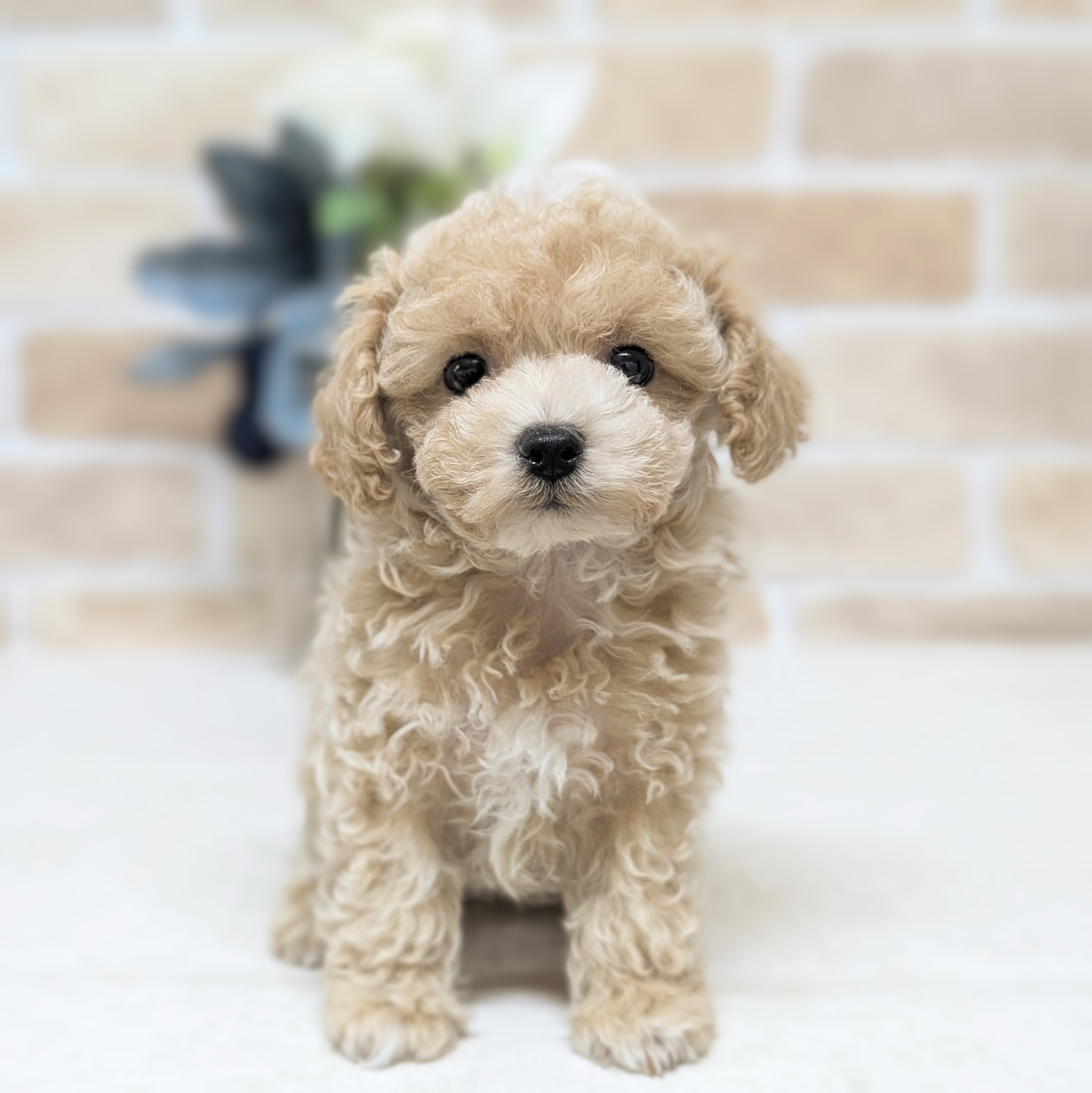 ハーフ犬男の子の写真