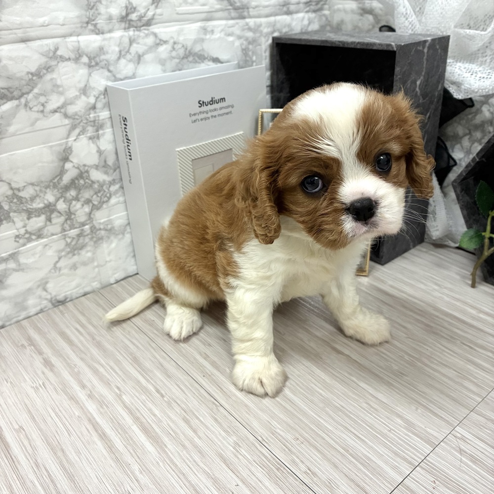 千葉県のキャバリアキングチャールズスパニエル (犬の家＆猫の里ワンズモール稲毛店/2026年7月6日生まれ/女の子/ブレンハイム)の子犬の2枚目の画像