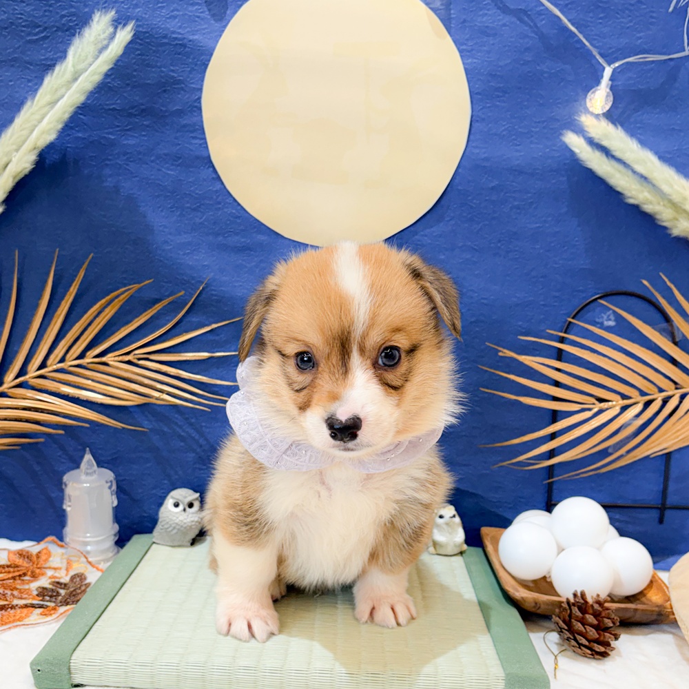 静岡県のウェルシュコーギーペンブローク (犬の家＆猫の里富士店/2026年7月7日生まれ/男の子/レッドホワイト)の子犬の1枚目の画像